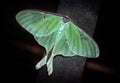 Luna Moth (Actias luna) Royalty Free Stock Photo