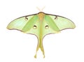 Luna Moth, Actias luna, isolated Royalty Free Stock Photo