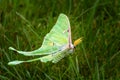 Beautiful luna moth clings to blades of grass Royalty Free Stock Photo