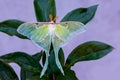 Beautiful green luna moth