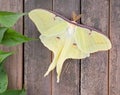 Luna moth, Actias luna Royalty Free Stock Photo