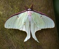 Luna Moth Butterfly Royalty Free Stock Photo