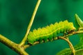 Luna Moth caterpillar (Actias luna) feeding on Sweet Gum Tree Royalty Free Stock Photo