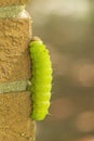 Luna Moth Caterpillar on a Brick Wall Royalty Free Stock Photo