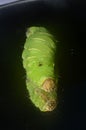 Luna moth caterpillar Royalty Free Stock Photo