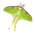 Luna Moth with Clipping Path Royalty Free Stock Photo