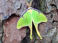 Luna Moth on a Pine Tree (close-up macro) Royalty Free Stock Photo