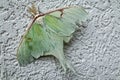 Luna moth perched on a wall. Royalty Free Stock Photo