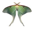 Luna Moth is a rare and beautiful sight Royalty Free Stock Photo