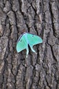 Luna Moth on a tree Royalty Free Stock Photo