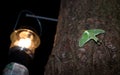 Luna moth visiting campsite Royalty Free Stock Photo