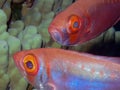 A Lunar Bigeye Priacanthus hamrur in the Red Sea