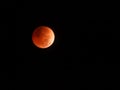 Total Lunar Eclipse during Beaver Moon November 2022 Royalty Free Stock Photo