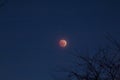 View of anLunar Eclipse, November 8, 2022, Columbus, Ohio Royalty Free Stock Photo