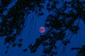 Lunar eclipse through the silhouettes of tree branches Royalty Free Stock Photo