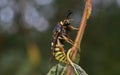 Lunar Hornet Clearwing Moth Sesia bembeciformis Royalty Free Stock Photo