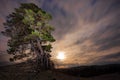 Lunar Lonely proud pine tree rooted to the sand under the night sky, wild