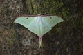 Lunar or Moon moth from Kanger Ghati National Park Royalty Free Stock Photo