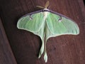 Lunar moth Royalty Free Stock Photo