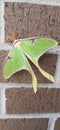 Lunar moth on brick