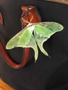 Lunar moth Royalty Free Stock Photo