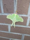 Lunar Moth Royalty Free Stock Photo