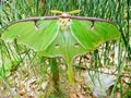 Lunar moth perched on a small pine tree