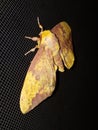 Lunar Moth