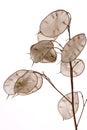 Lunaria annua