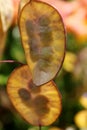 Lunaria annua Royalty Free Stock Photo