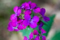 Lunaria annua, annual honest flowers closeup selective focus Royalty Free Stock Photo