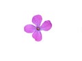 Lunaria annua, annual honesty Royalty Free Stock Photo