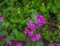 Lunaria annua, annual honesty flowers,Silver Dollar, Money Plant, flowering plant in the family Brassicaceae, native to the Royalty Free Stock Photo