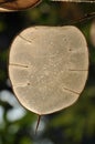 Lunaria  annua or annual honesty ripe pods, silicles Royalty Free Stock Photo