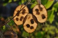 Lunaria  annua or annual honesty ripe pods, silicles Royalty Free Stock Photo