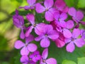 Lunaria annua - annual honesty