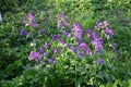 Lunaria annua_annual silver leaf perennials near Royalty Free Stock Photo