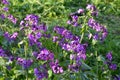 Lunaria annua_annual silver leaf perennials near Royalty Free Stock Photo