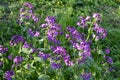 Lunaria annua_annual silver leaf perennials near Royalty Free Stock Photo