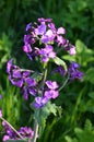 Lunaria annua_annual silver leaf perennials near Royalty Free Stock Photo