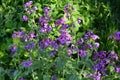 Lunaria annua_annual silver leaf perennials near Royalty Free Stock Photo