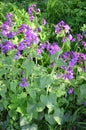 Lunaria annua_annual silver leaf perennials near Royalty Free Stock Photo