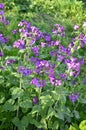 Lunaria annua_annual silver leaf perennials near Royalty Free Stock Photo