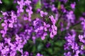 Lunaria annua commonly called silver dollar, dollar plant, moonwort, honesty. Royalty Free Stock Photo