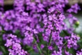 Lunaria annua commonly called silver dollar, dollar plant, moonwort, honesty. Royalty Free Stock Photo