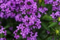 Lunaria annua commonly called silver dollar, dollar plant, moonwort, honesty. Royalty Free Stock Photo