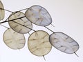 Lunaria annua, English name honesty or annual honesty, dried stalk with silvery seedpods silicles 2 Royalty Free Stock Photo