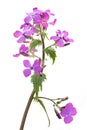 Lunaria  annua flowers Royalty Free Stock Photo