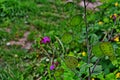 Lunaria annua flowers. Penny flower, honesty. Dollar plant