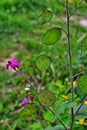 Lunaria annua flowers. Penny flower, honesty. Dollar plant